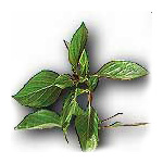 HORAPHA (Sweet Basil)