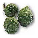 MAKRUT (Kaffir Lime or Bergamot - Citrus hystrix)