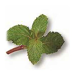 SARANAE (Marsh Mint)